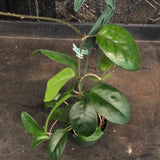 Hoya Fungii (Hanging Basket)