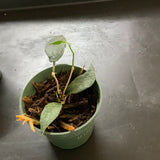 Hoya Archboldiana x Onychoides “Seanie”