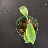 Hoya Treubiana aka meliflua ssp. fraterna