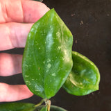 Hoya Erythrina’Bajo’