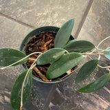 Hoya Verticillata/Parasitica