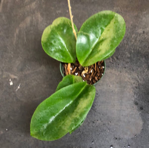 Hoya Surigaoensis