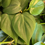 Philodendron Cordatum 'Lemon-Lime'