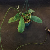 Hoya treubiana aka meliflua ssp. fraterna (Hanging Basket)
