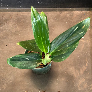 Albo Variegated Monstera Standleyana