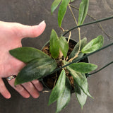 Hoya Ilagiorum (Hanging Basket)