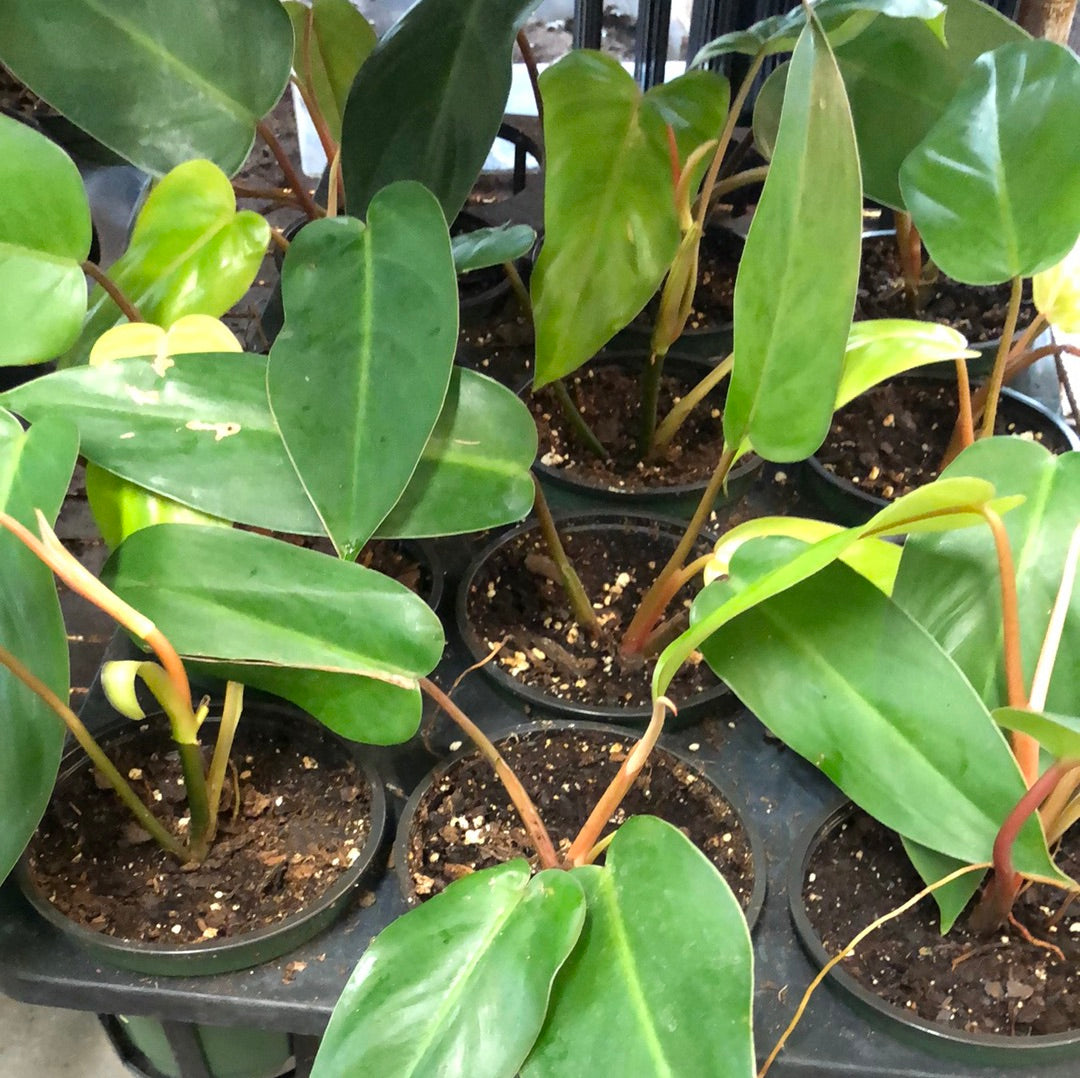 red emerald philodendron Philodendron Red Emerald – Christine's Tropical & Exotic Plants