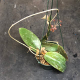 Hoya EPC 376 sp. LP 4 (Hanging Basket)