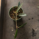 Hoya Minibelle