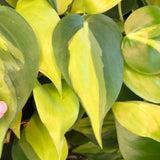 Philodendron Brasil