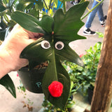 Reindeer Philodendron AKA Philodendron Pedatum in hanging basket