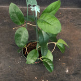 Hoya Fungii (Hanging Basket)