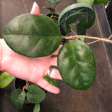 Hoya Fungii (Hanging Basket)