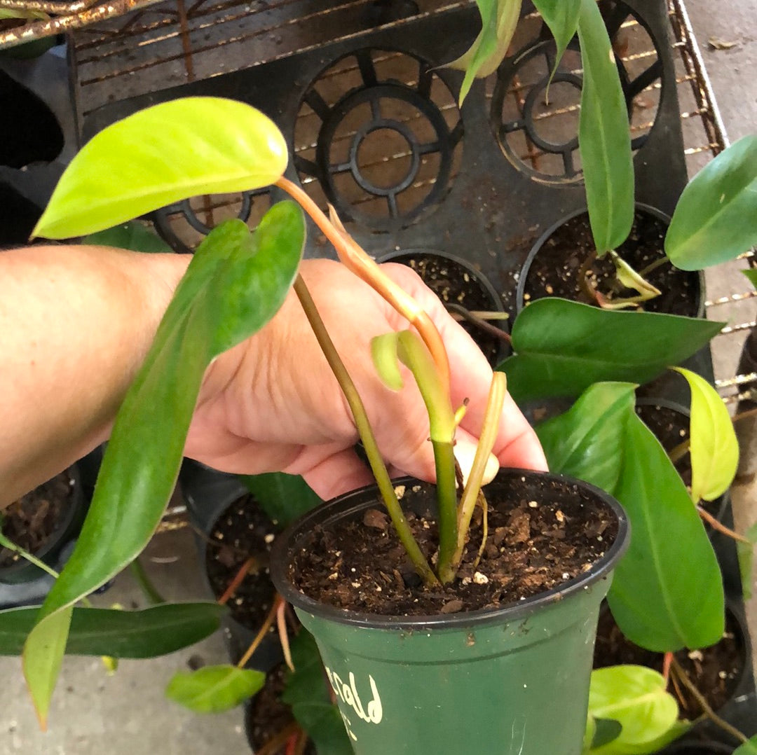 emerald red philodendron Philodendron Red Emerald – Christine's Tropical & Exotic Plants